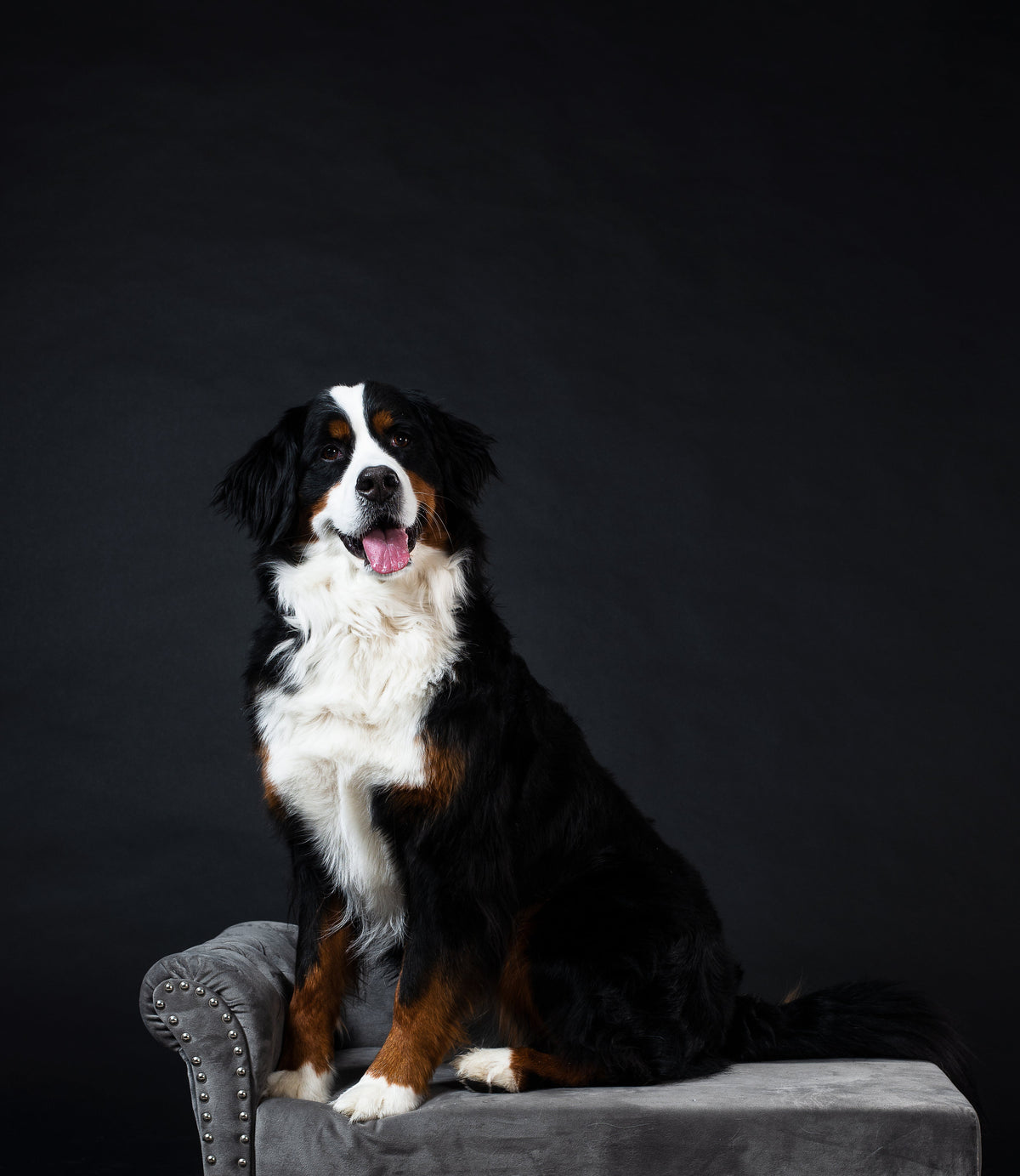 Chien