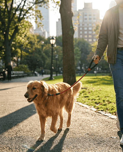 Laisse Chien Nylon Réfléchissante – Poignée Confort