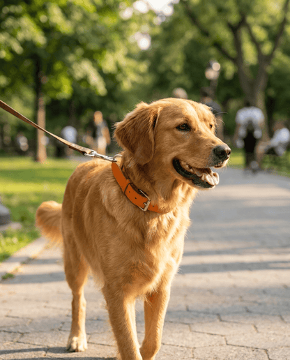 Collier en Cuir Réglable pour Chien | Confort et Élégance